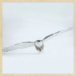 Bright Wings 008 (Outlet) Walldecoration Wandkraft