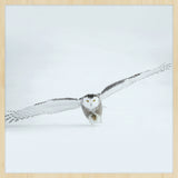 Bright Wings 008 (Outlet) Walldecoration Wandkraft