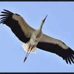Bright Wings 021 Walldecoration Wandkraft 98x48 cm