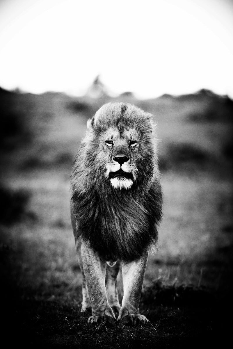 A Lions Portrait Walldecoration Wandkraft 80x120 cm Aluminium Profiel