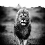 A Lions Portrait Walldecoration Wandkraft 80x120 cm Aluminium Profiel