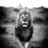 A Lions Portrait Walldecoration Wandkraft 80x120 cm Aluminium Profiel