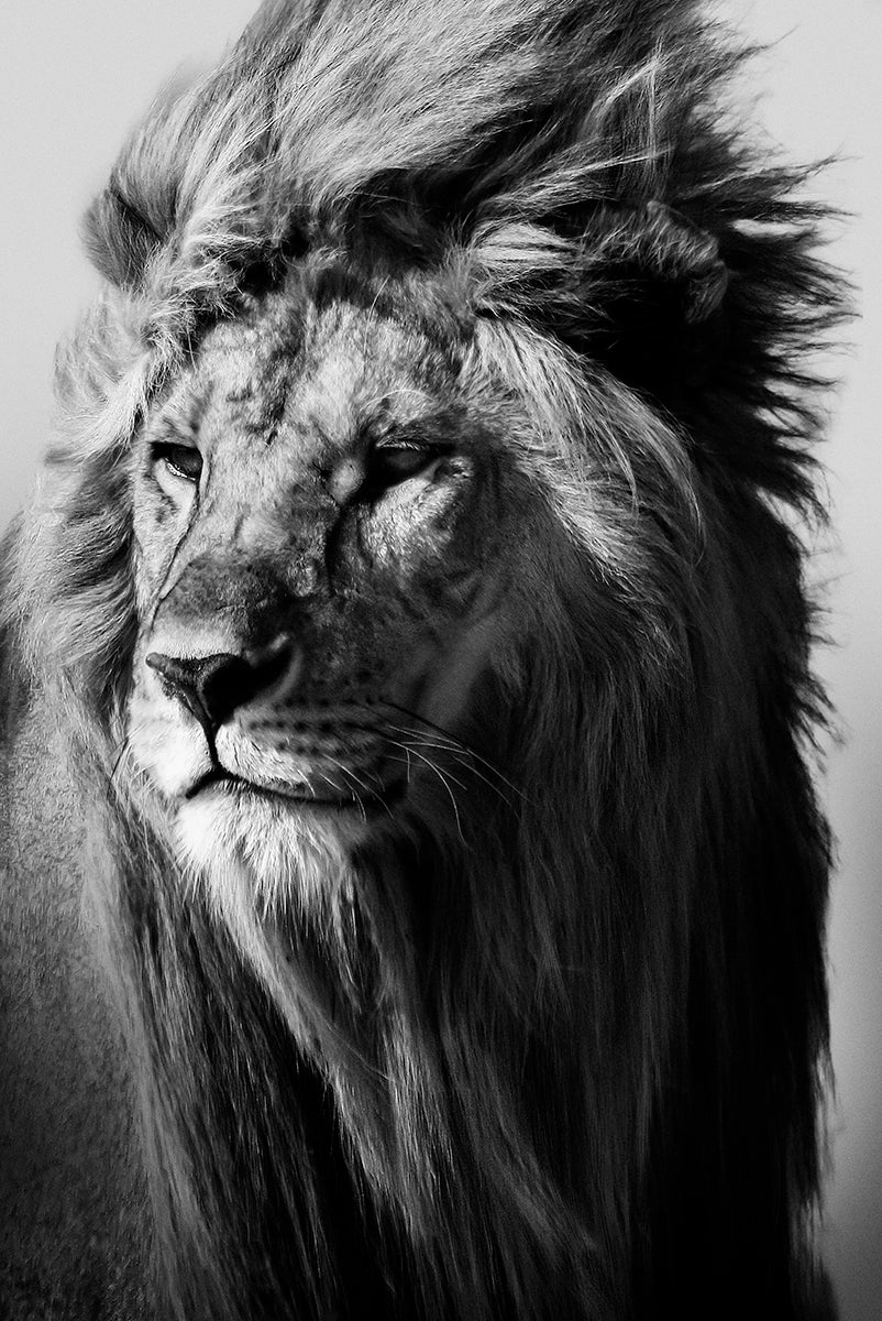 Lion in the Wild I Walldecoration Wandkraft 80x120 cm Aluminiumprofiel