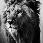 Lion in the Wild I Walldecoration Wandkraft 80x120 cm Aluminiumprofiel