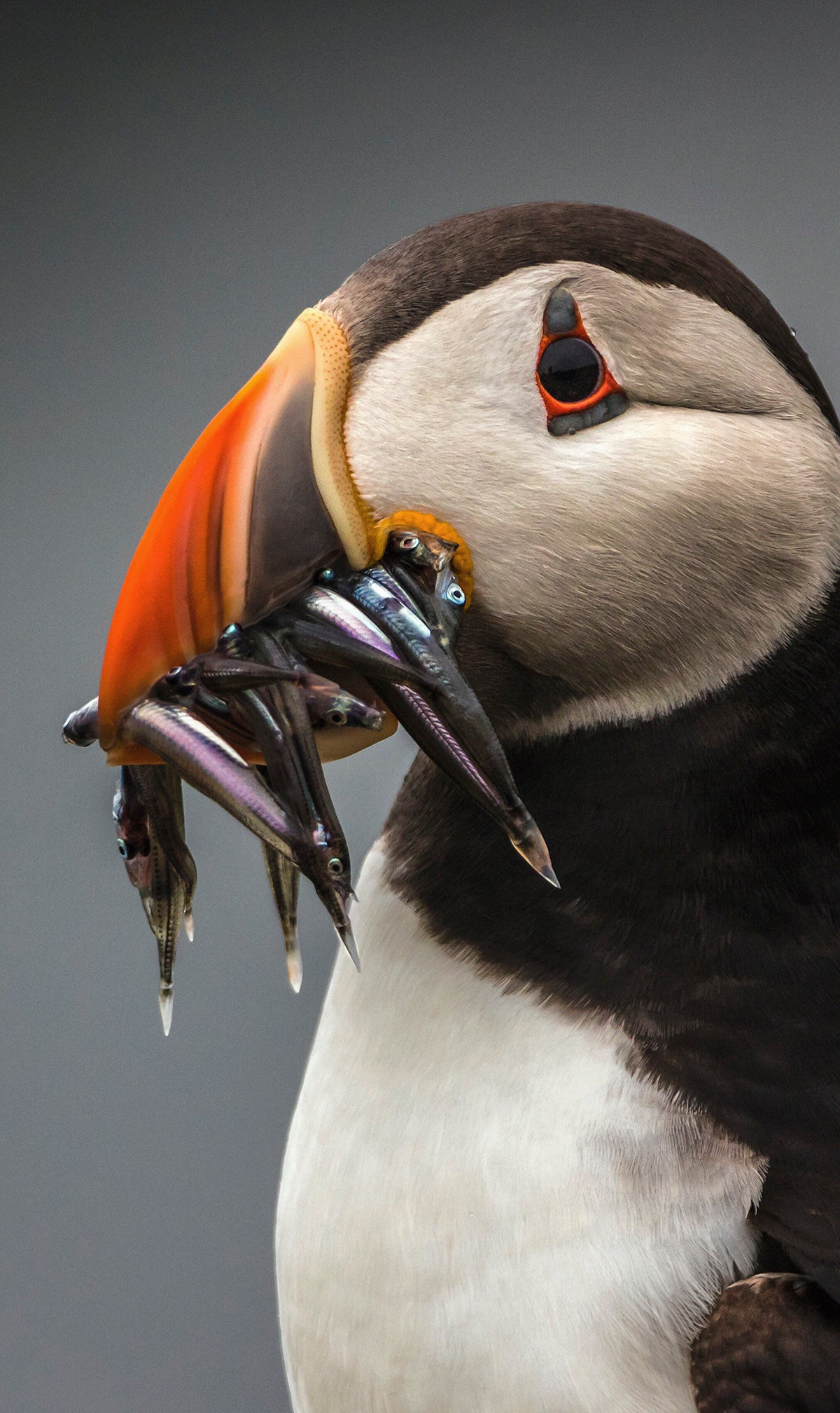 Summer Time 008 Walldecoration Wandkraft 70x118 cm