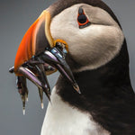 Summer Time 008 Walldecoration Wandkraft