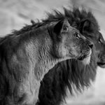 Wildlife 019 Walldecoration Wandkraft 98x48 cm