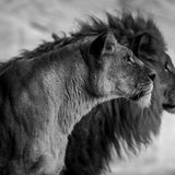 Wildlife 019 Walldecoration Wandkraft 98x48 cm