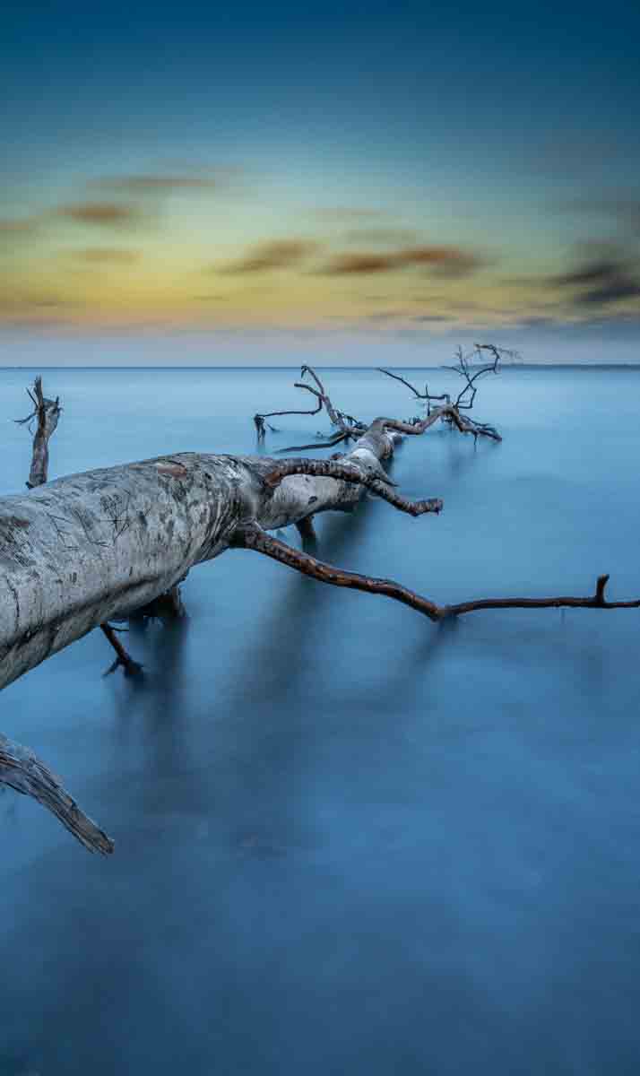 Art of Nature 041 Walldecoration Wandkraft 48x98 cm
