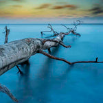 Art of Nature 041 Walldecoration Wandkraft 48x98 cm