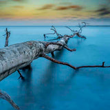 Art of Nature 041 Walldecoration Wandkraft 48x98 cm