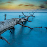 Art of Nature 041 Walldecoration Wandkraft 74x74 cm