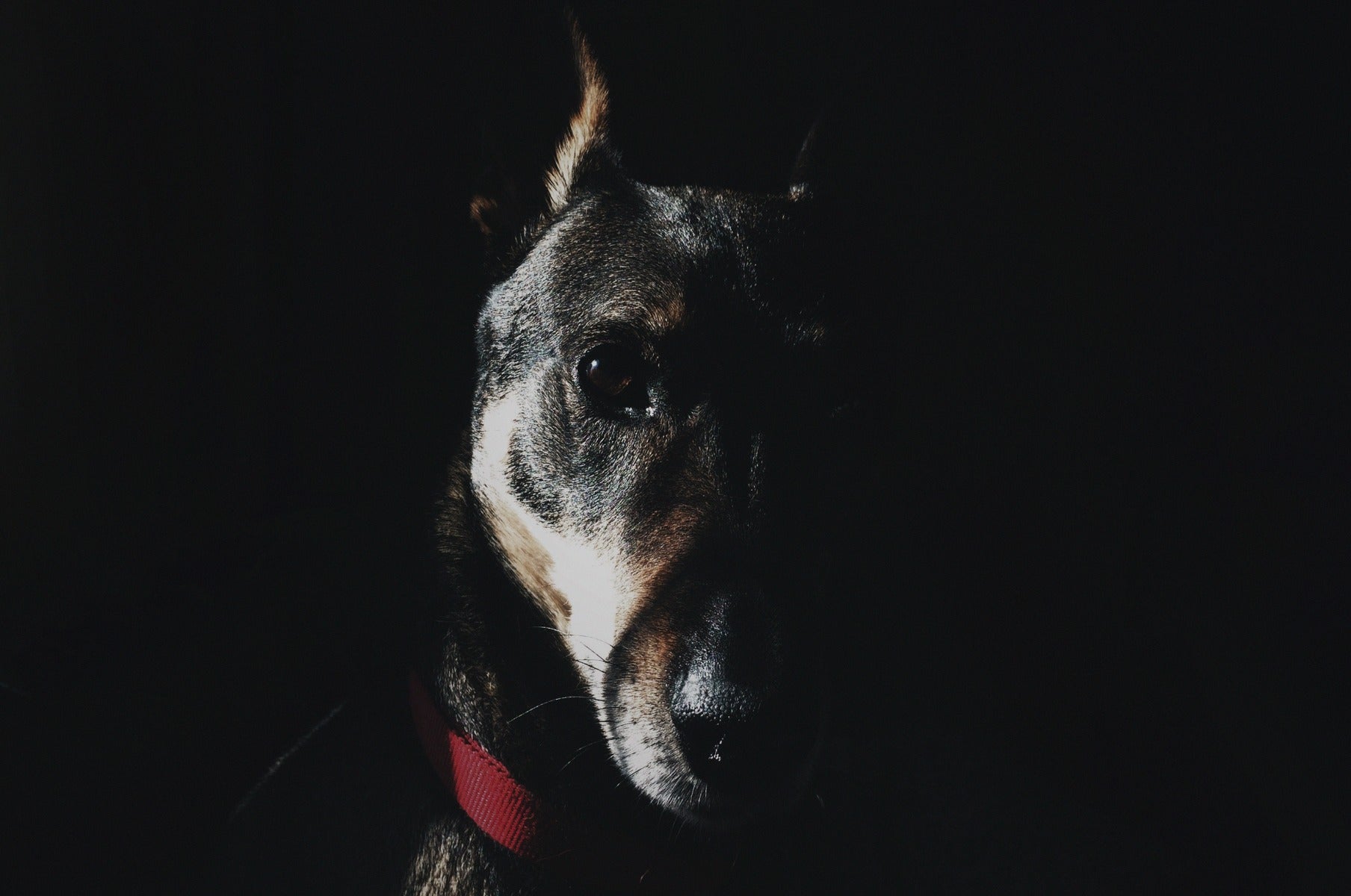 Faces 015 Walldecoration Wandkraft 118x70 cm