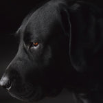 Faces 017 Walldecoration Wandkraft 98x48 cm