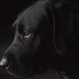 Faces 017 Walldecoration Wandkraft 98x48 cm