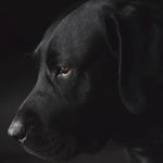 Faces 017 Walldecoration Wandkraft 74x74 cm