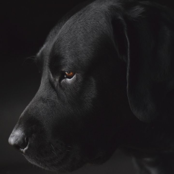 Faces 017 Walldecoration Wandkraft 74x74 cm