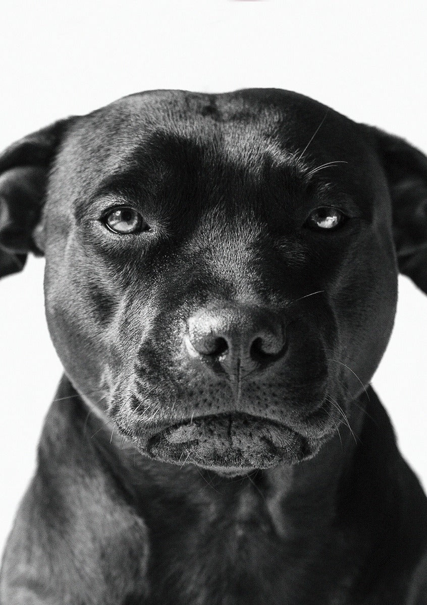 Faces 019 (Outlet) Walldecoration Wandkraft 74x74 cm