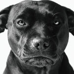 Faces 019 (Outlet) Walldecoration Wandkraft 74x74 cm