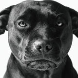 Faces 019 (Outlet) Walldecoration Wandkraft 74x74 cm