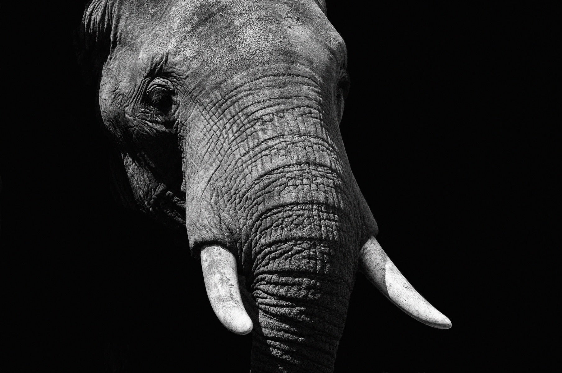 Faces 023 Walldecoration Wandkraft 118x70 cm