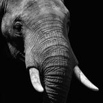 Faces 023 Walldecoration Wandkraft 118x70 cm