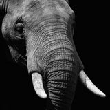 Faces 023 Walldecoration Wandkraft 118x70 cm