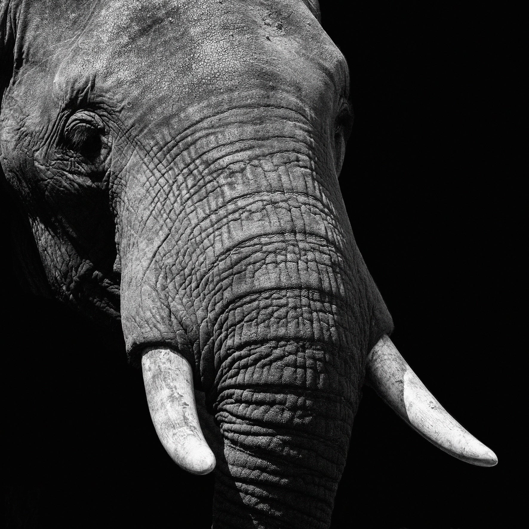 Faces 023 Walldecoration Wandkraft 74x74 cm