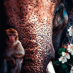 Elephant Walldecoration Wandkraft 70x118 cm