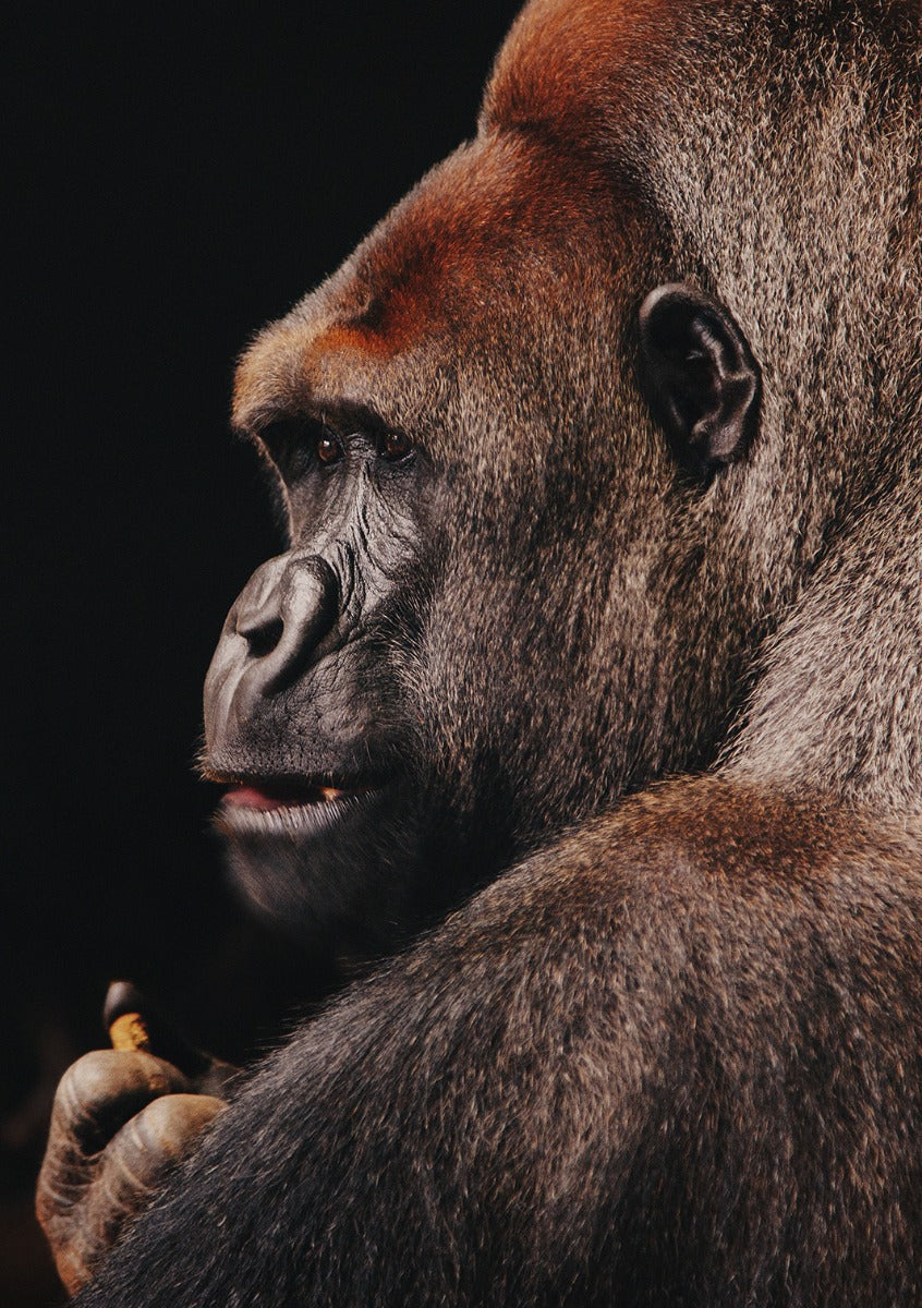 Wildlife 002 Walldecoration Wandkraft