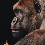 Wildlife 002 Walldecoration Wandkraft 70x118 cm