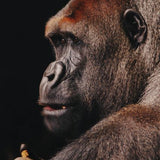 Wildlife 002 Walldecoration Wandkraft 70x118 cm