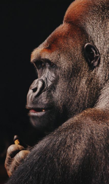 Wildlife 002 Walldecoration Wandkraft 70x118 cm