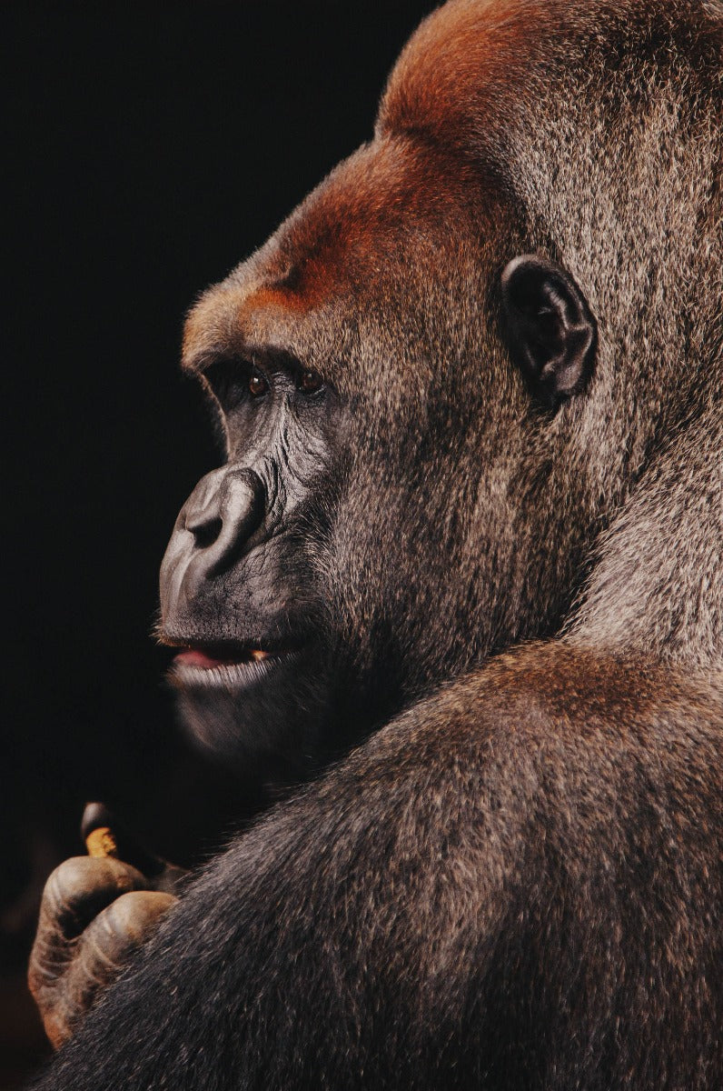 Wildlife 002 Walldecoration Wandkraft