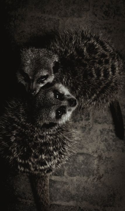 Wildlife 003 Walldecoration Wandkraft 70x118 cm