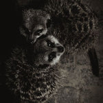 Wildlife 003 Walldecoration Wandkraft 98x148 cm