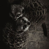 Wildlife 003 Walldecoration Wandkraft 98x148 cm