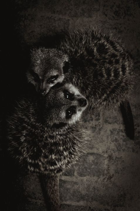 Wildlife 003 Walldecoration Wandkraft 98x148 cm