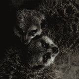 Wildlife 003 Walldecoration Wandkraft