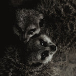 Wildlife 003 Walldecoration Wandkraft 74x74 cm