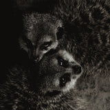 Wildlife 003 Walldecoration Wandkraft 74x74 cm