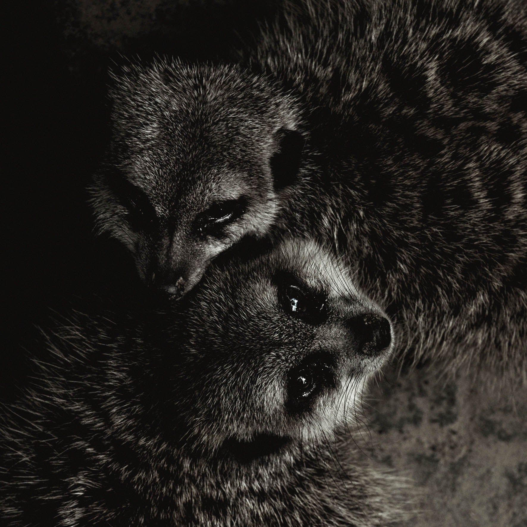 Wildlife 003 Walldecoration Wandkraft 74x74 cm