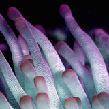 Wonderful Life 021 (Outlet) Walldecoration Wandkraft