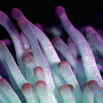 Wonderful Life 021 (Outlet) Walldecoration Wandkraft