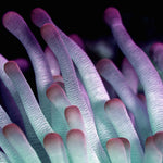 Wonderful Life 021 (Outlet) Walldecoration Wandkraft 74x74 cm