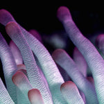 Wonderful Life 021 (Outlet) Walldecoration Wandkraft