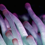 Wonderful Life 021 (Outlet) Walldecoration Wandkraft