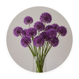 Allium Mist ronde dibond wanddecoratie Wandkraft