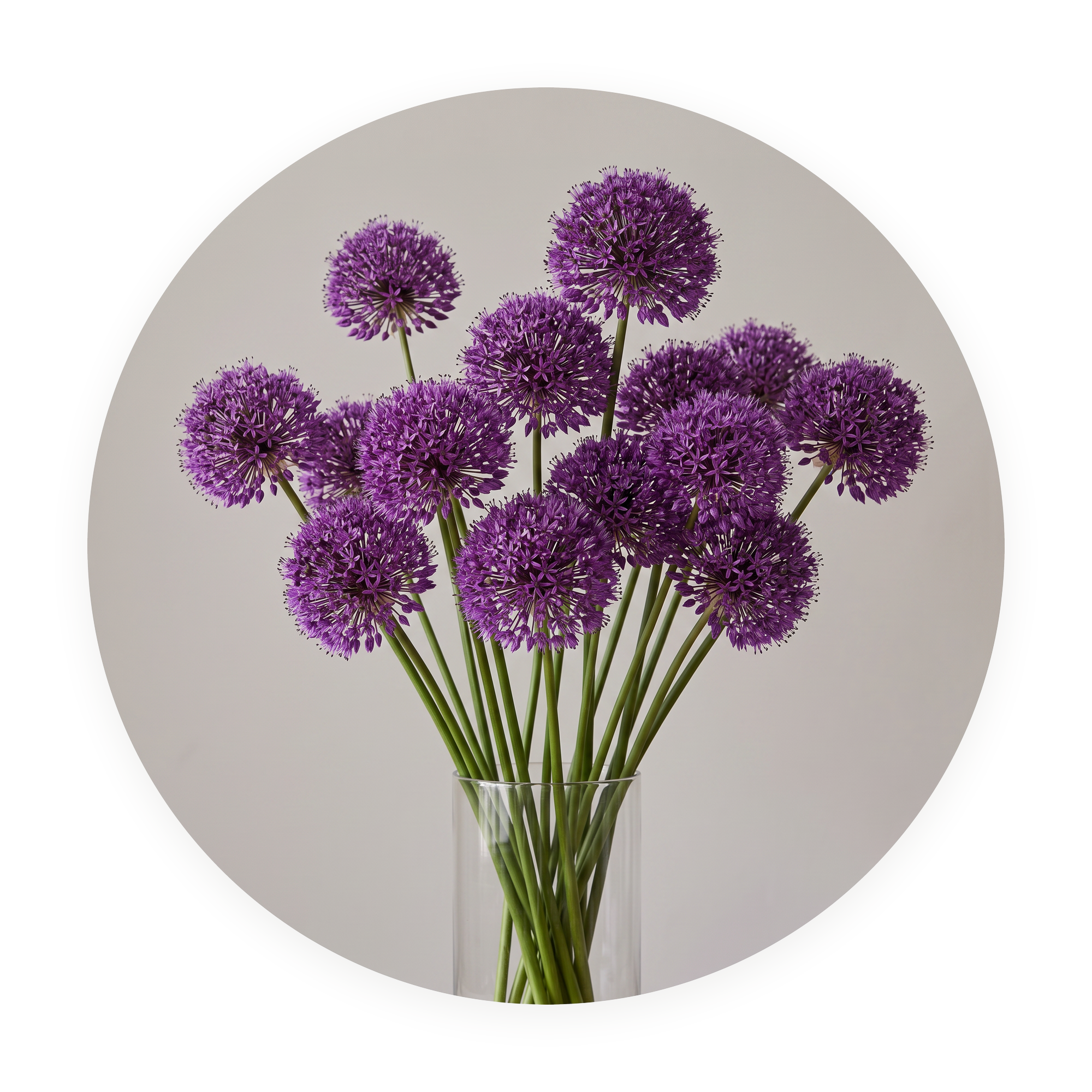 Allium Mist ronde dibond wanddecoratie Wandkraft
