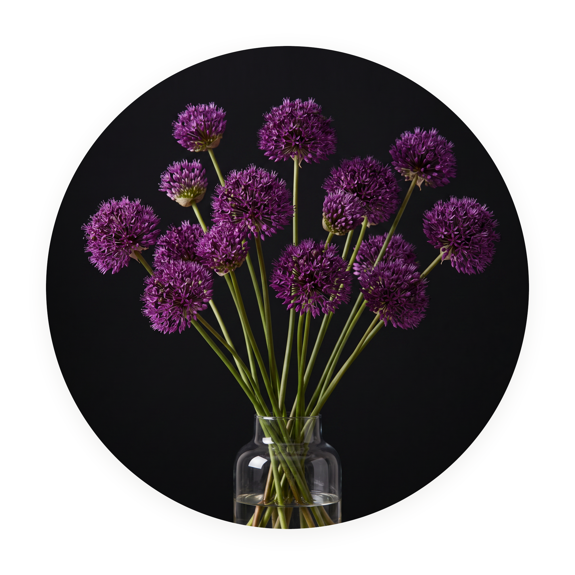 Allium Nocturne ronde dibond wanddecoratie Wandkraft